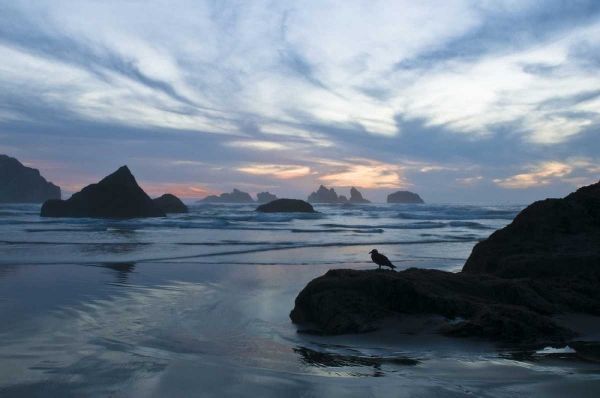 OR, Bandon Beach Seagull silhouette at sunset